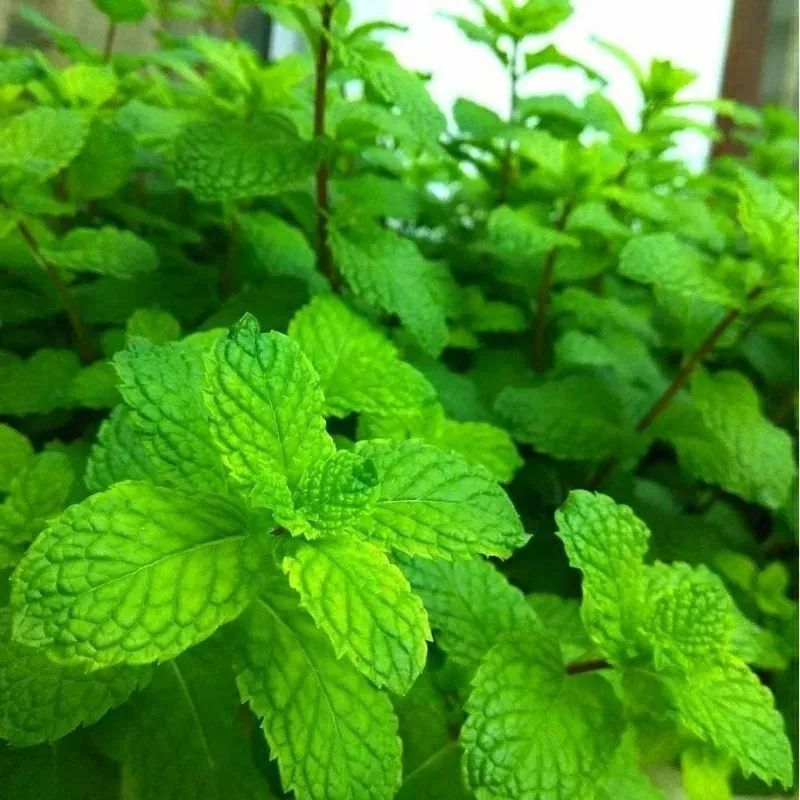 8 biji benih/bibit Herbal Daun Mint