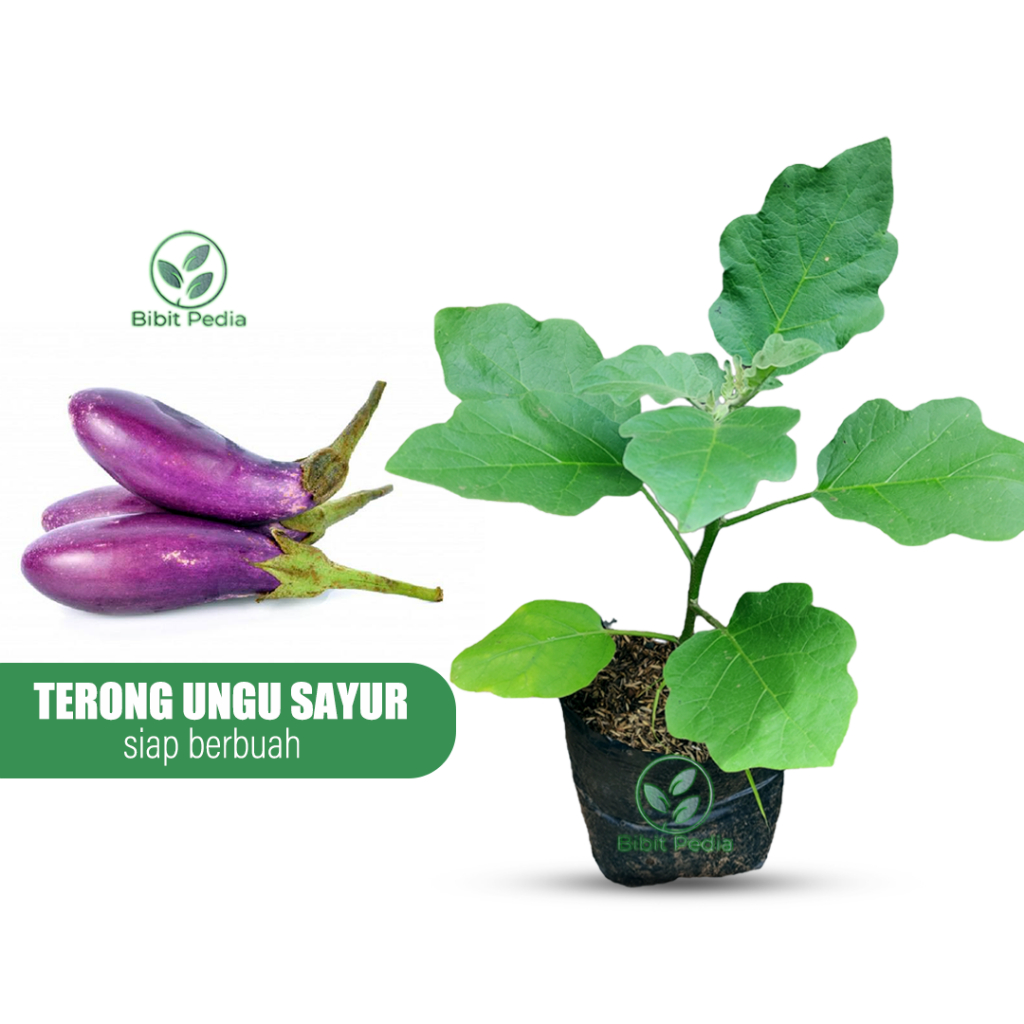 Tanaman Terong Ungu Sayur Bibit Terong Ungu Panjang