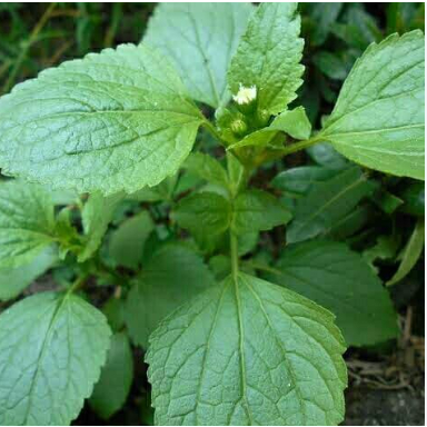 

Daun Bandotan Fresh [100gram]