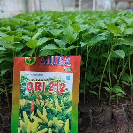 BENIH CABAI RAWIT | CABAI RAWIT MERAH | CABAI RAWIT PUTIH | RM | CRM ORI 212