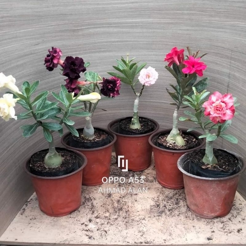 Adenium grafting BUNGA TUMPUK SIZE B