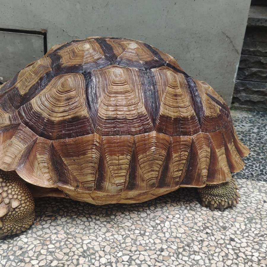 Pelet Kura Kura Sulcata Jumbo Super Istimewa Rakus Pollll Bulat Dome