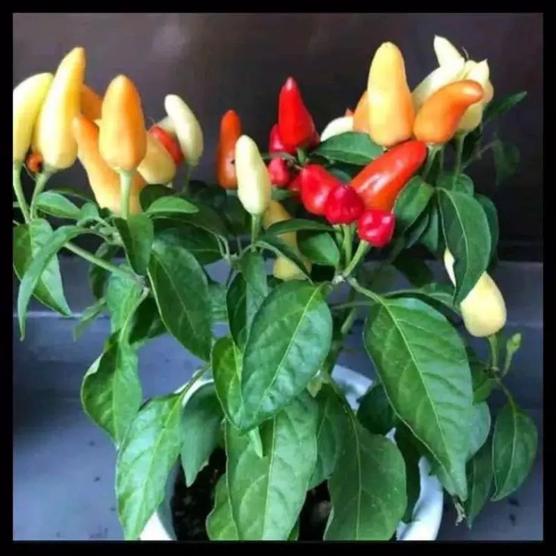 bibit tanaman cabe rawit setan pohon cabe setan