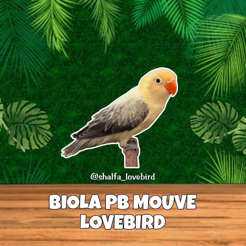 LOVEBIRD PB MOUVE JANTAN/BETINA PAUD DAN DEWASA