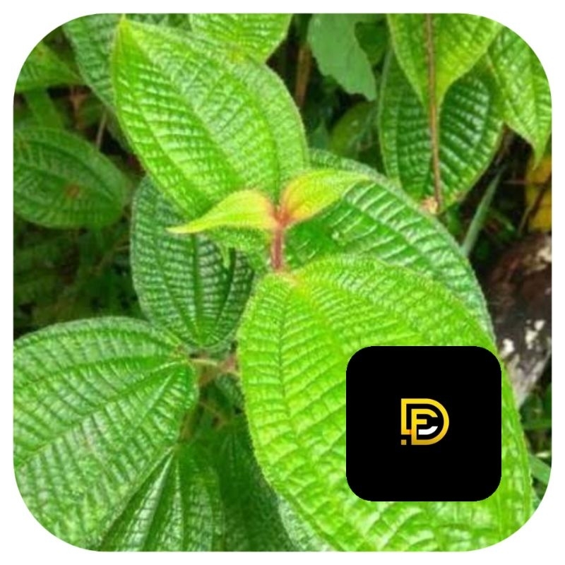 

Daun senduduk daun harendong bulu clidemia hirta 1 kg MURNI daun saja-az