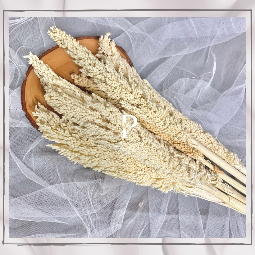 5-8 Tangkai Bunga Kering Bunga CANTEL SORGUM