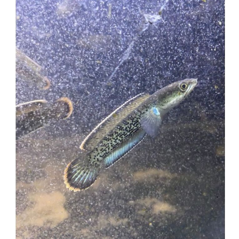 Promo Channa Stewarti Arunachal full DOT grade A