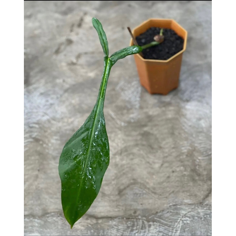 philodendron joepii 1daun