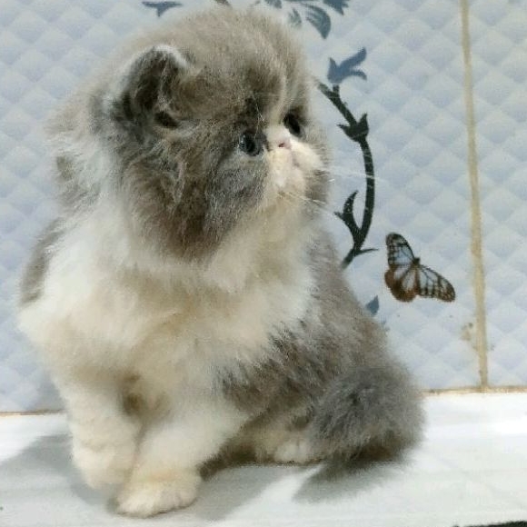 kitten persia peaknose jantan non ped ( PO )