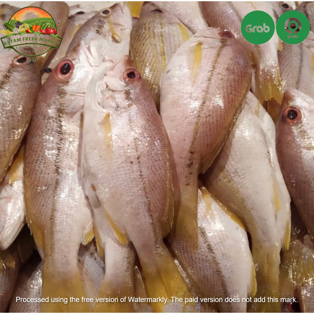 

Ikan Karang Laut Segar Fresh