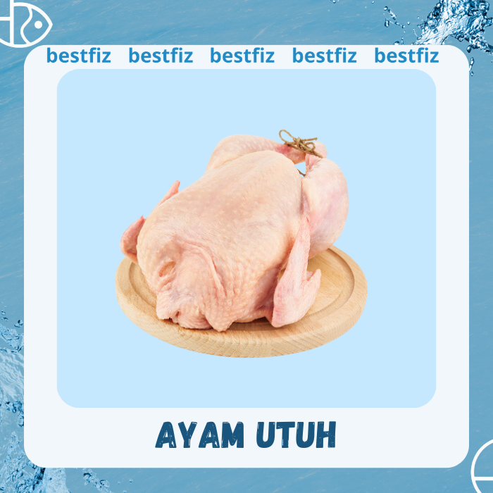 

Ayam Broiler