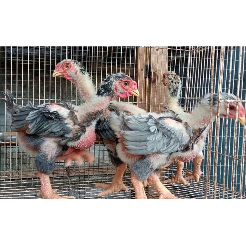anak ayam kaki gajah/dong tao (harga/ekor)