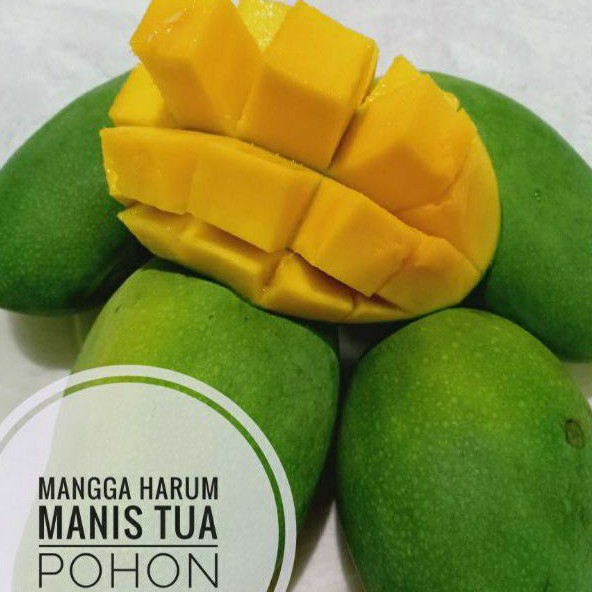 

QUEEN BUAH - BUAH MANGGA HARUM MANIS PILIHAN TUA POHON