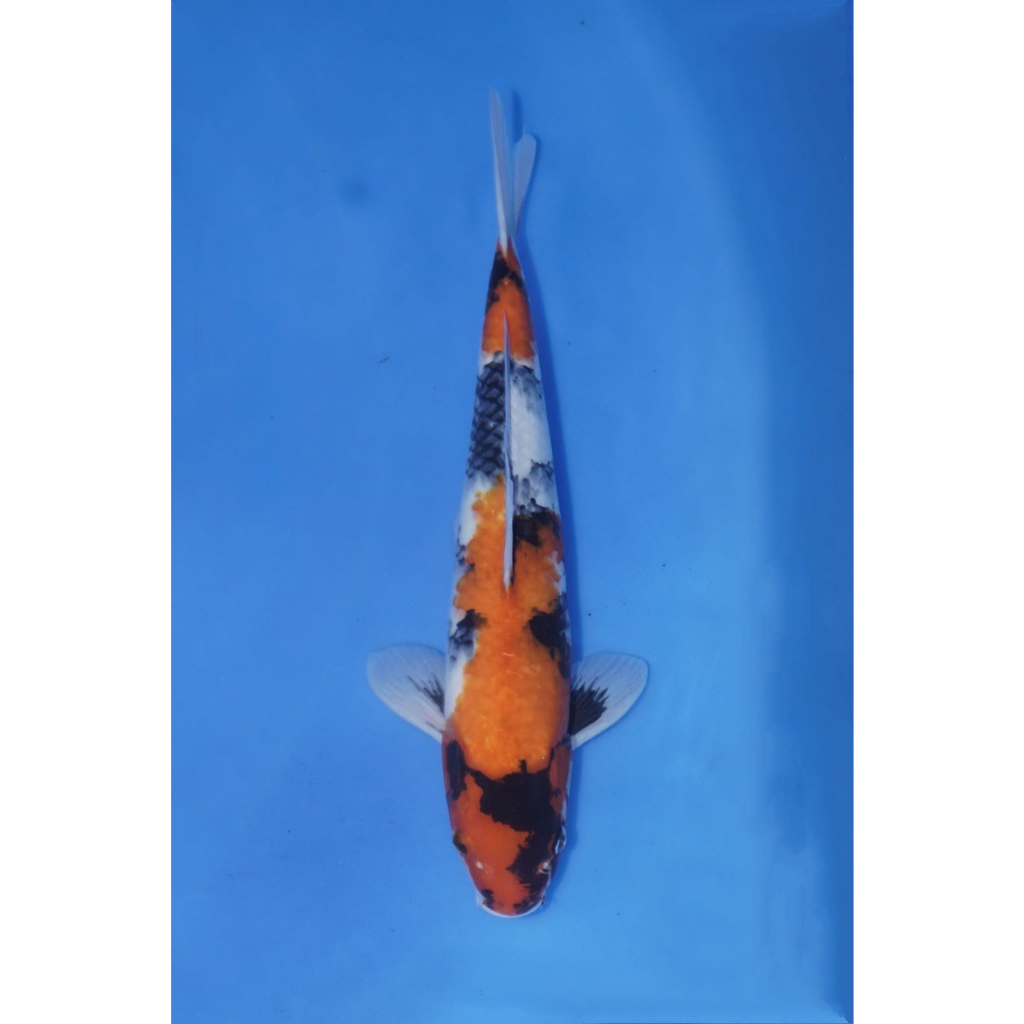 Ikan Koi Import ID42 - Showa 40BU up - Dainichi Koi Farm