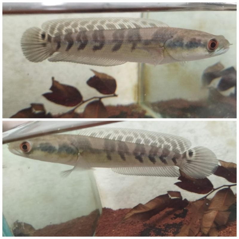 Maru Yellow Sentarum