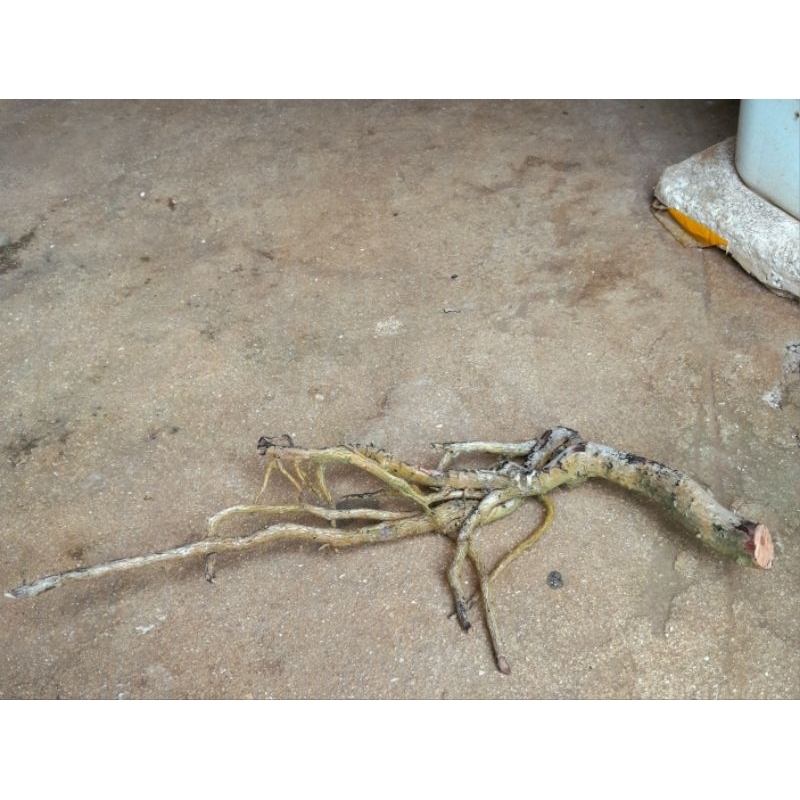 Akar nimang dari kayu stigi karang mati ngurak