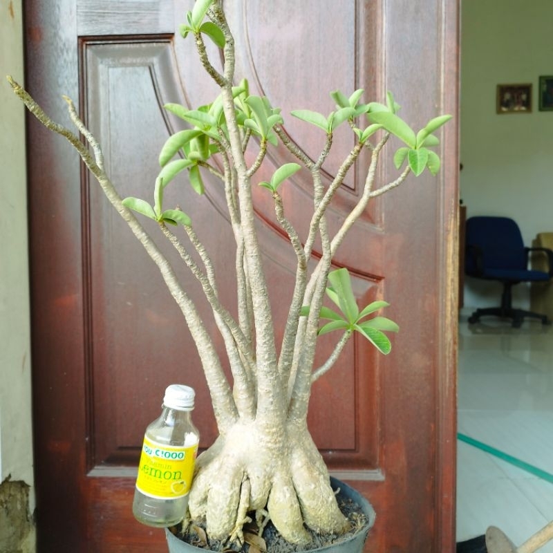 Adenium Arabicum Thaisocotranum Hybrid