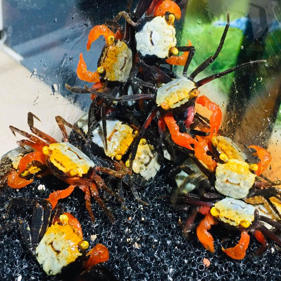 Kepiting Hias Aquascape / Vampire Crab / Air Tawar Kepiting Paludarium