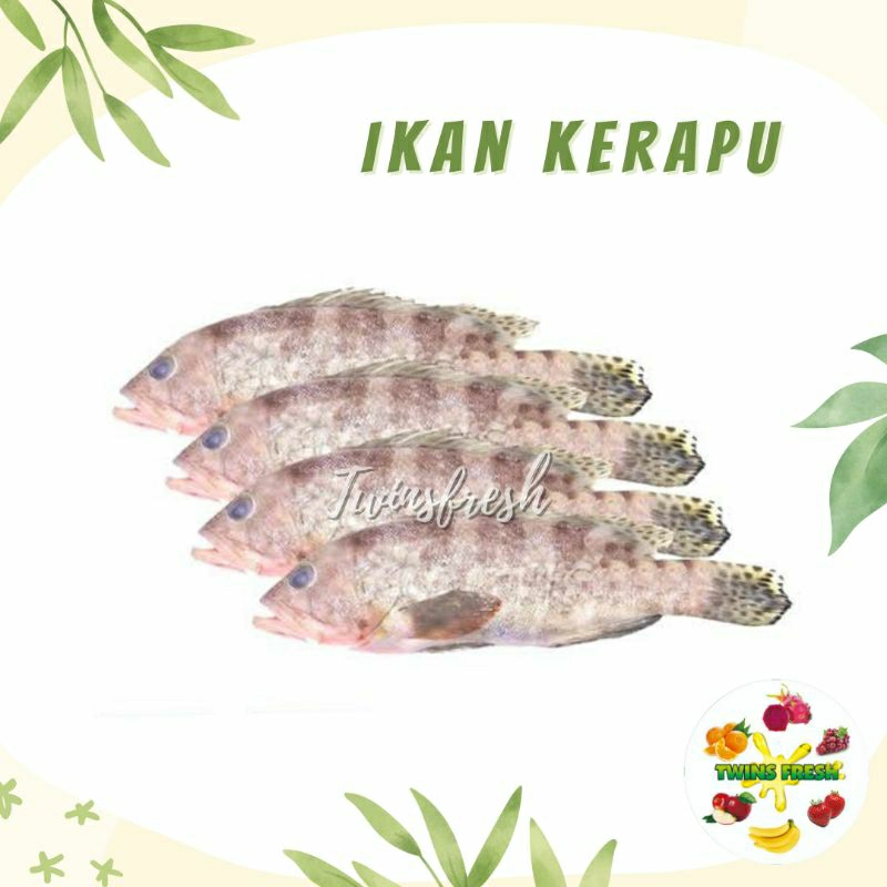 

ikan kerapu 1 ekor