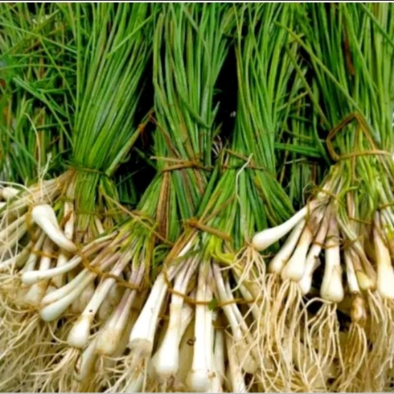 

Bawang Batak / Lokio Segar