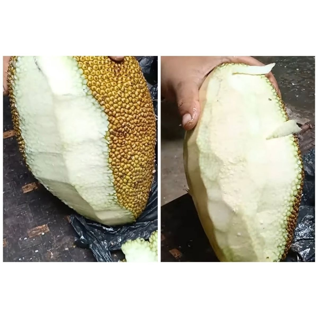 

Nangka Sayur Rp. 10.000/Kg ( 1.000 Gram)