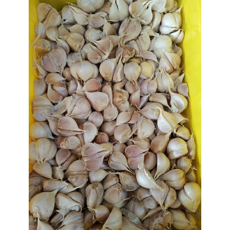 

NEW !! Bawang Putih Kating Besar 300gram