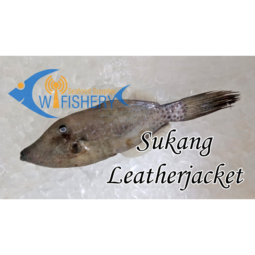 

Ikan Sukang Utuh Bersih Tanpa Kulit - Leatherjacket WGGS Skin Off