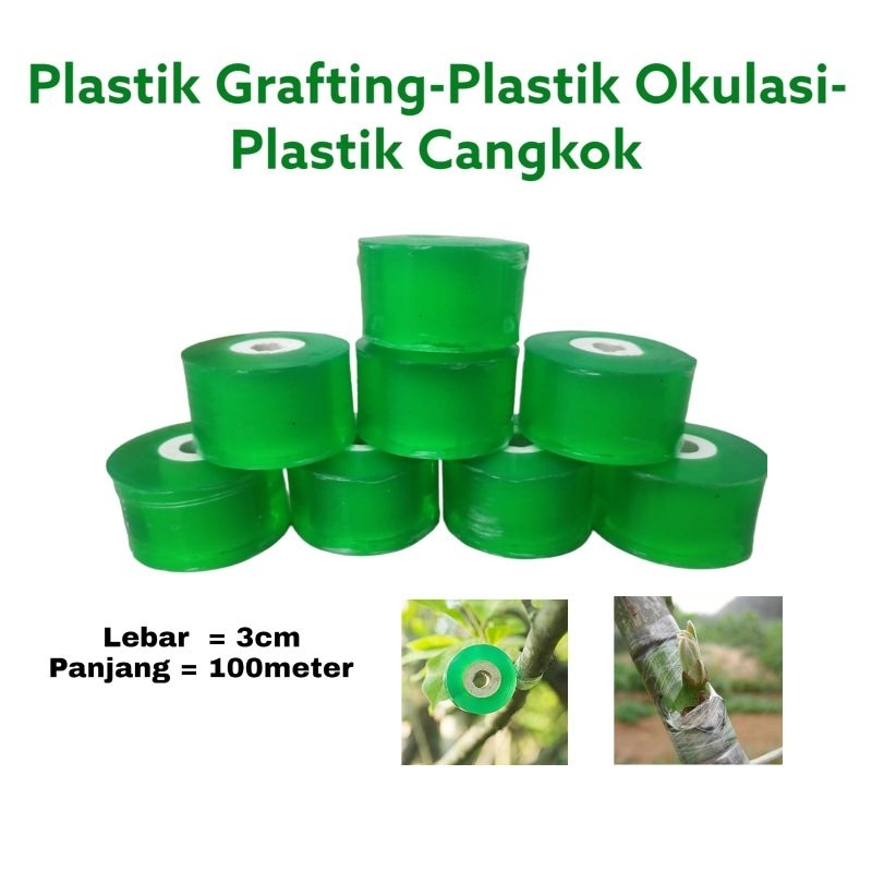 Plastik grafting plastik okulasi cangko