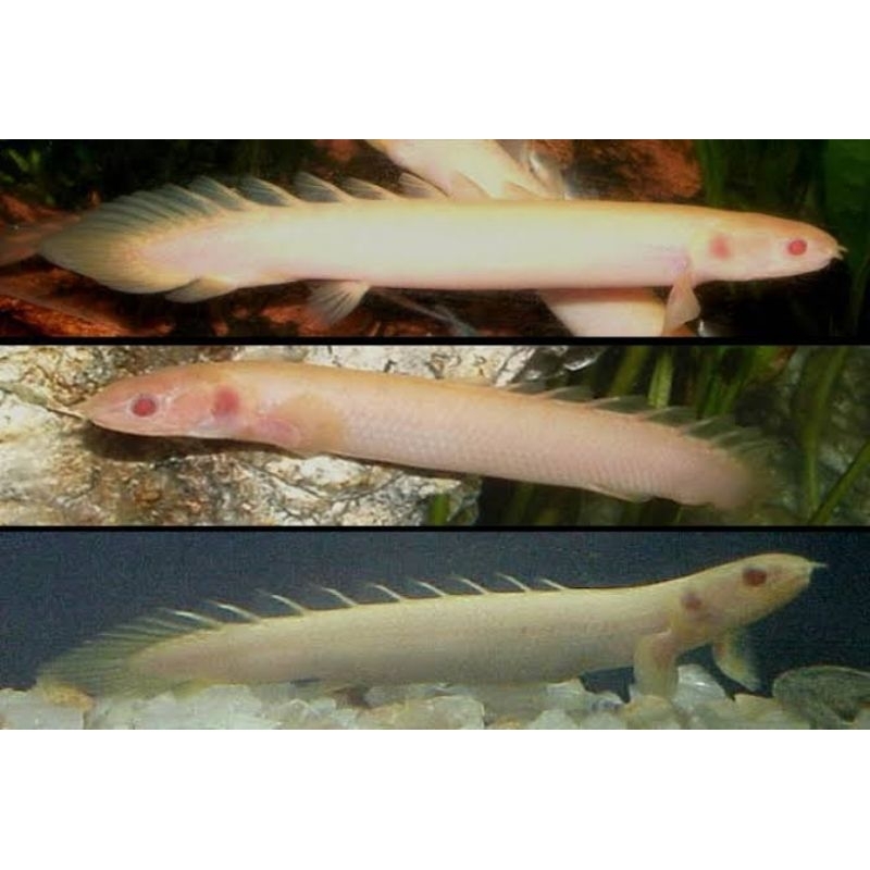 

ikan palmas albino 10-12 cm