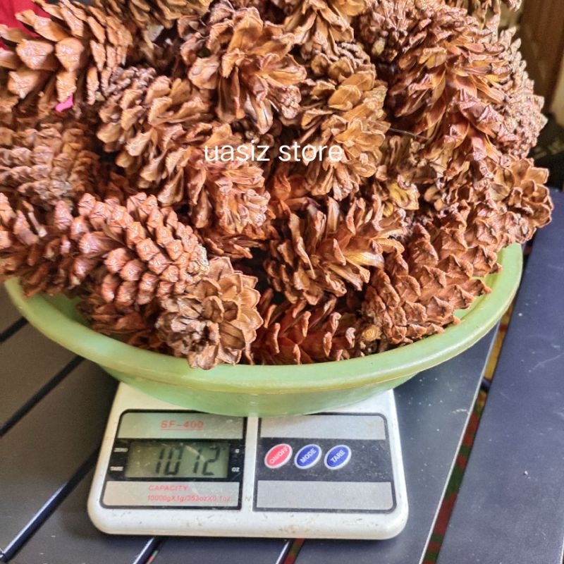 

buah pinus kering 1 kg