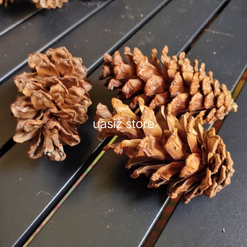 

buah bunga pinus kering grad A