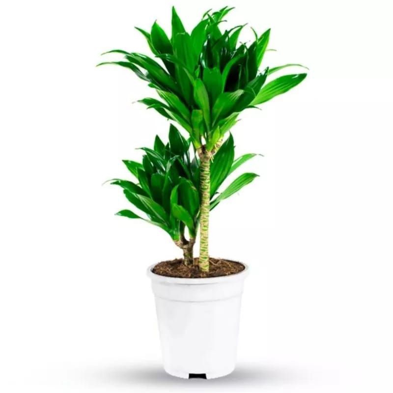 tanaman hias hanjuang kemoceng - andong hijau - hanjuang