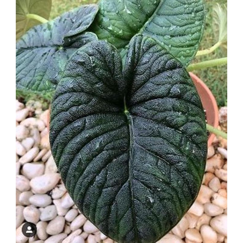 BONGGOL ALOCASIA MELO BADAK