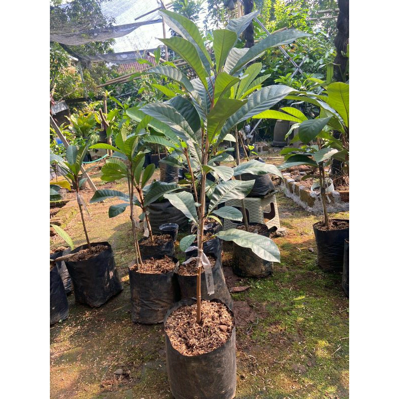 bibit sambung susu mamey sapote lorito.keywest.magana.havana.espeda.pace.alkil,super red,viejo,emili