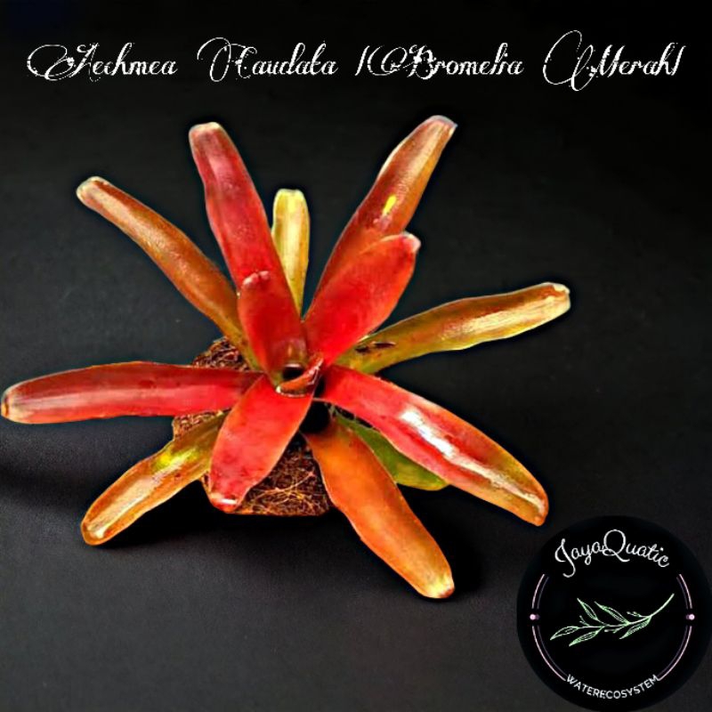 Aechmea Caudata "Bromelia Merah" - Tanaman Hias Paludarium Terrarium Indoorplant Cryptanthus