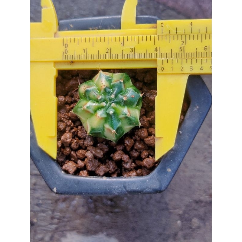 G.M.HYBRID THAILAND IMPORT//+🆓KAKTUS//KAKTUS LUCU//KAKTUS HIAS//KAKTUS MINI//KAKTUS MURAH//KAKTUS HI