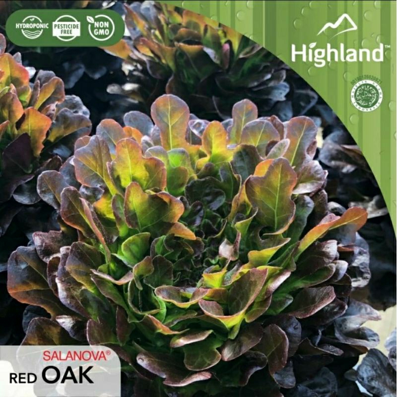 

Salanova Red Oak Highland - Selada Oak merah 500gr
