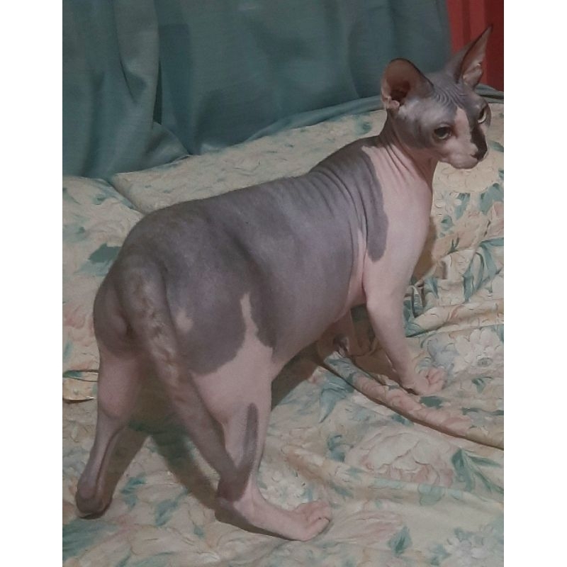 Kucing Sphynx