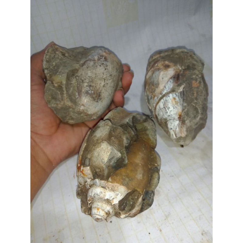 fosil keong jenis A800 yg sangat besar dan keras