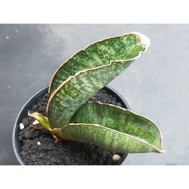 SANSEVIERIA SINUS ZIMBABWE/TANAMAN PENYERAP UDARA KOTOR/TANAMAN OUTDOOR/TANAMAN INDOOR/HIASAN RUANGA