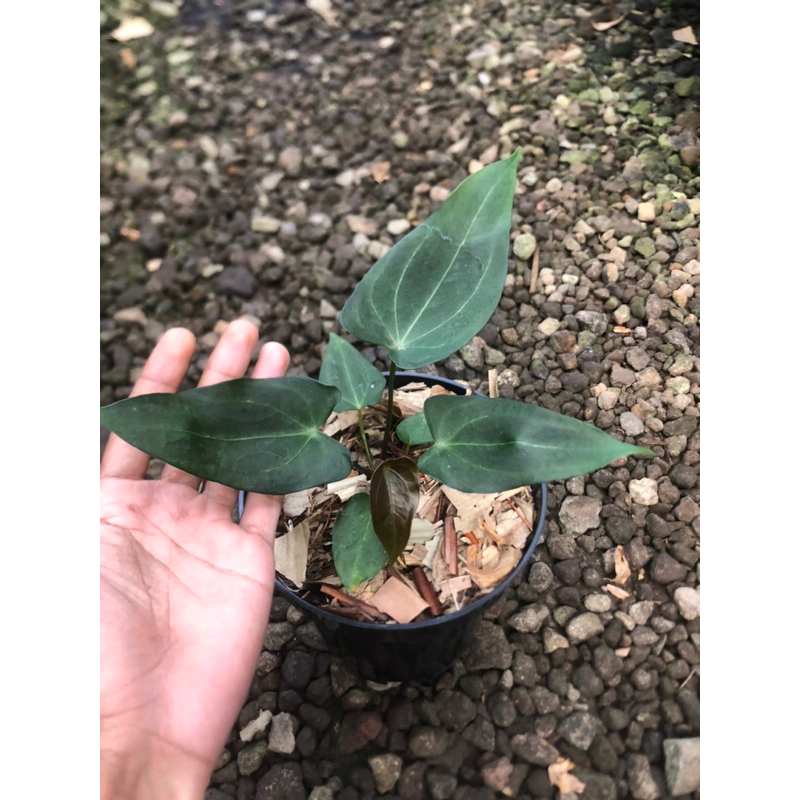 forgetii x papillaminum