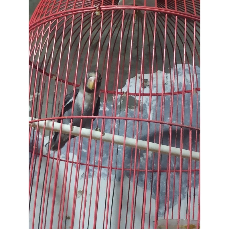 Burung Lovebird Batman Paud/ Balibu Betina Usia: 2 Bulan