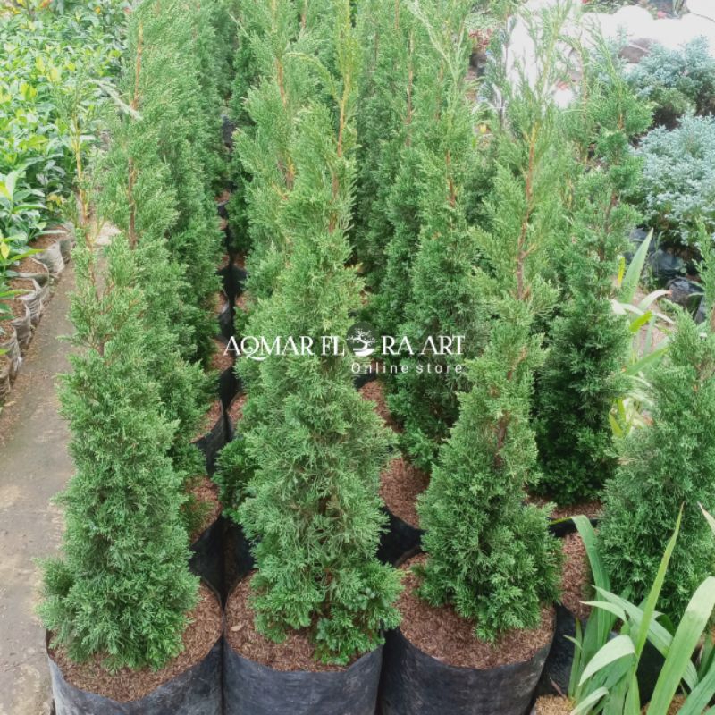 Pohon Cemara lilin Tanaman Cemara Tretes Tinggi 80cm - 1meter up