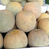 

buah melon madu