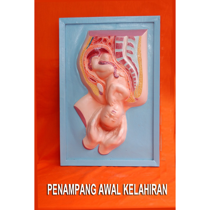 

Penampang awal kelahiran alat peraga pendidikan