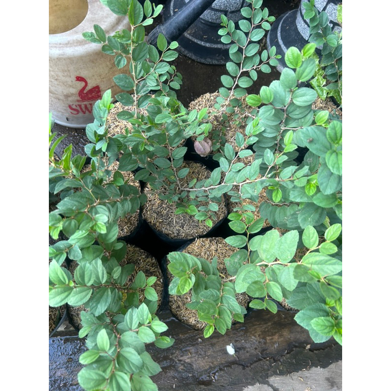 TERLARIS TANAMAN BIDARA / DAUN BIDARA / POHON BIDARA / BIDARA REAL PICT