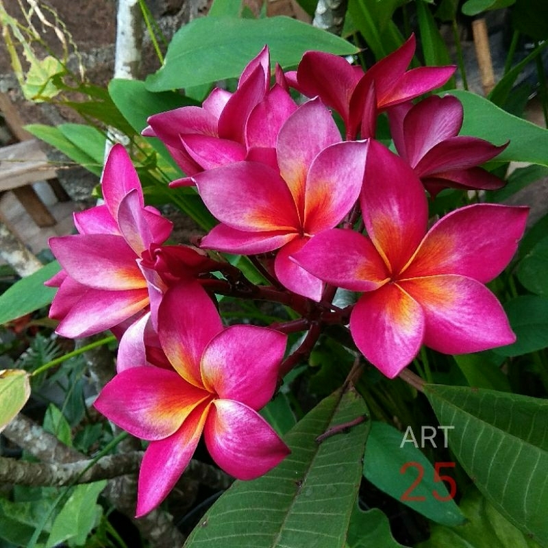 Plumeria 'Pink Fire' Kamboja Bali