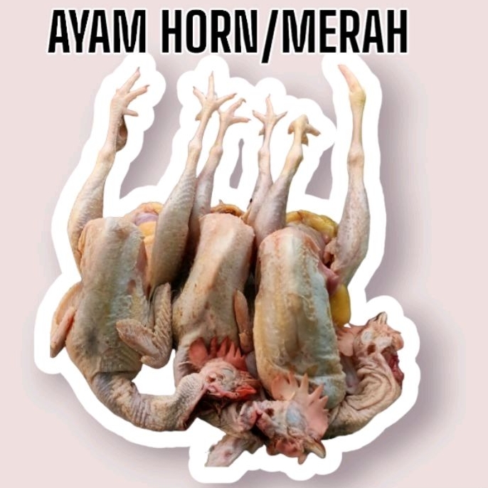 

AYAM HORN/MERAH