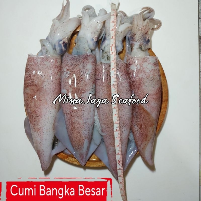 

Cumi Bangka Size Besar 500gr / Cumi Loligo