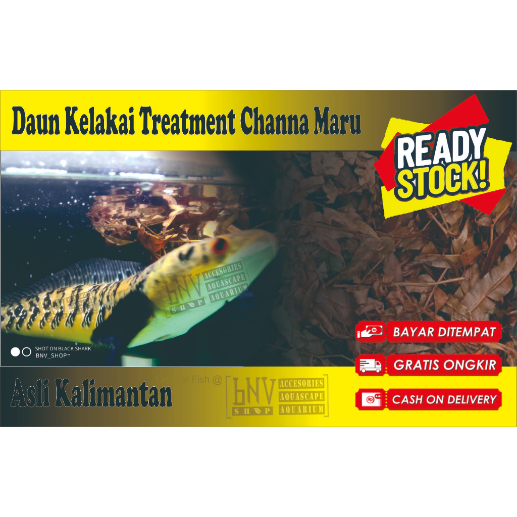 Daun Kelakai Kering Asli Kalimantan treatmen Channa Maru Kalimantan Yellow sentarum, orange riau Red